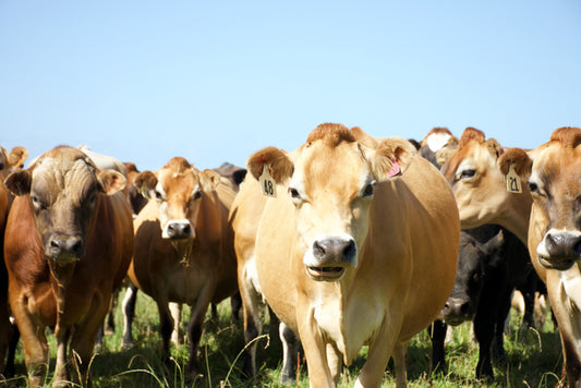 The truth about dietary fats & oils