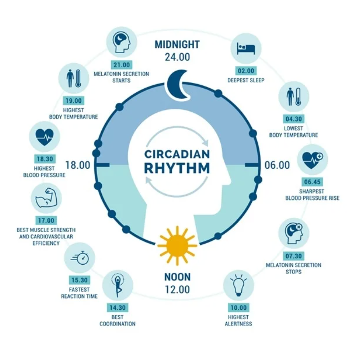 high glutathione circadian rhythm Molecular mechanisms and physiological importance of rhythms Circadian Rhythms, Chrononutrition, Physical Training,