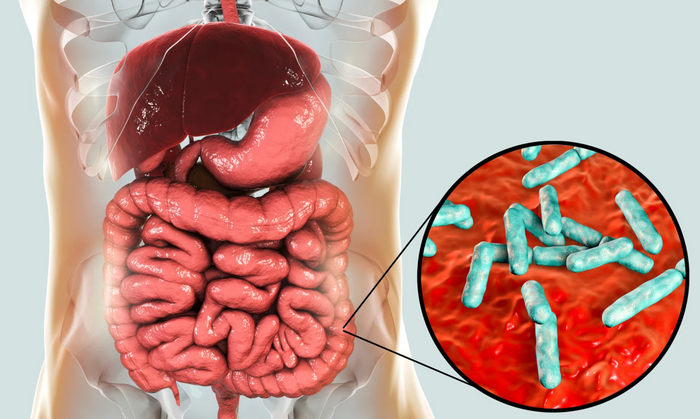 Why Your Microbiome is the Unsung Hero of Metabolism and Fat Loss