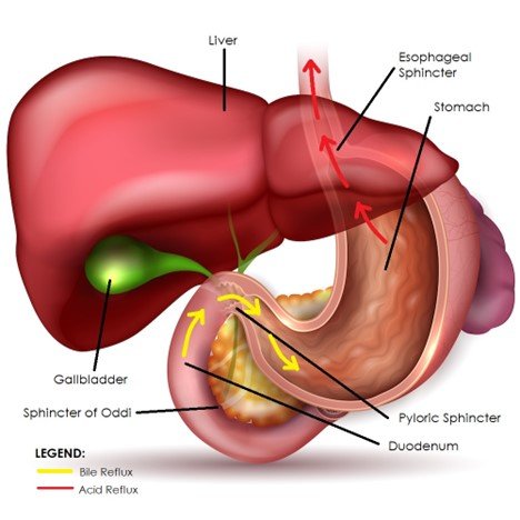 Stomach Acid and Bile: The Overlooked Partners in Digestion