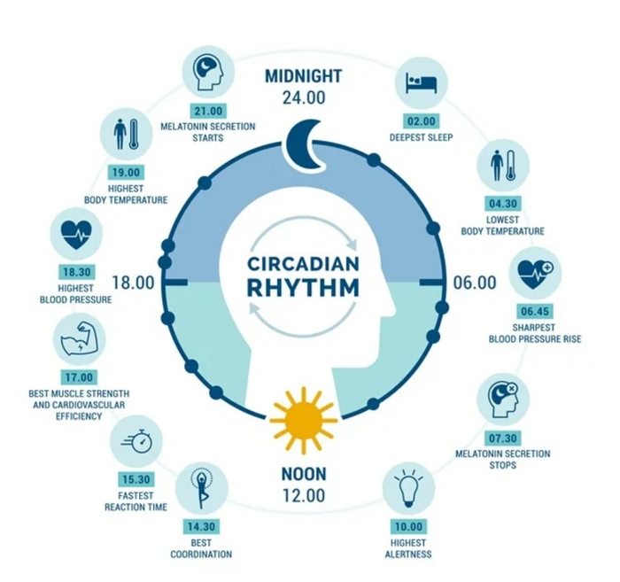 Circadian Rhythm & Your Health