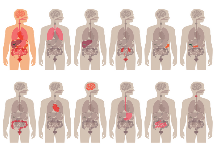 Reset Your Health From The Inside Out
