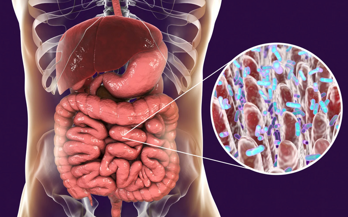 Essentials for a Healthy GI Tract
