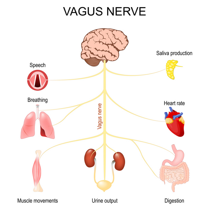 How Your Nervous System Shapes Your Health