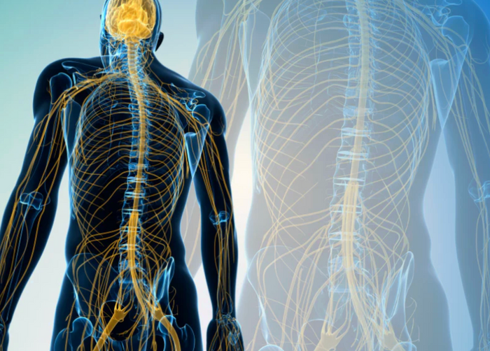 Strengthening Your Vagus Nerve