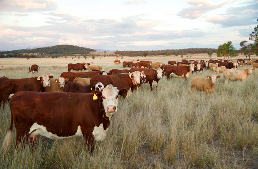 What Does Grass-Fed Really Mean?