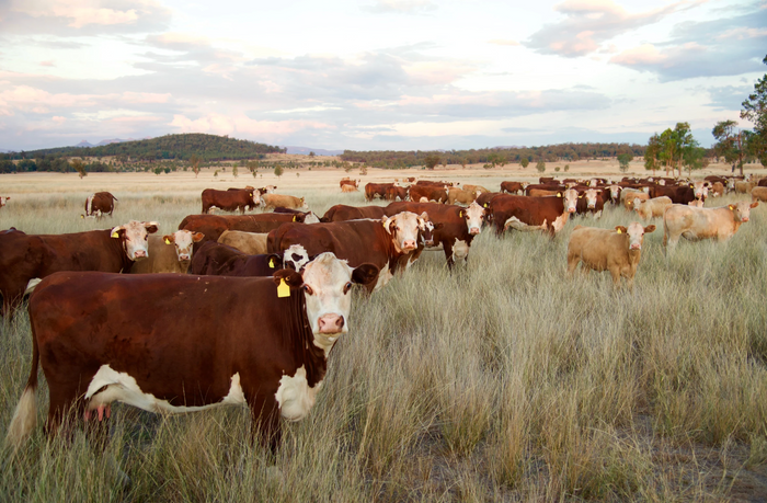 What Does Grass-Fed Really Mean?