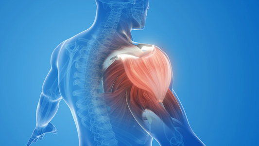 How Much Lean Muscle Can We Gain?