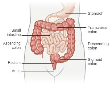 Your digestion ... some facts